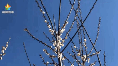 动图梅花