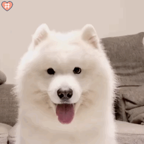 狗子6