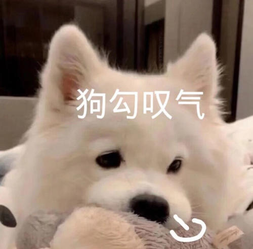 狗子1