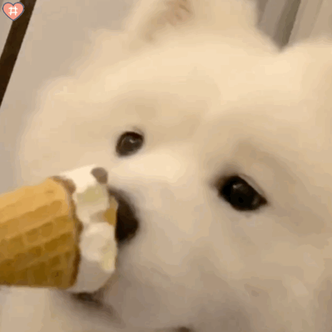 狗子5