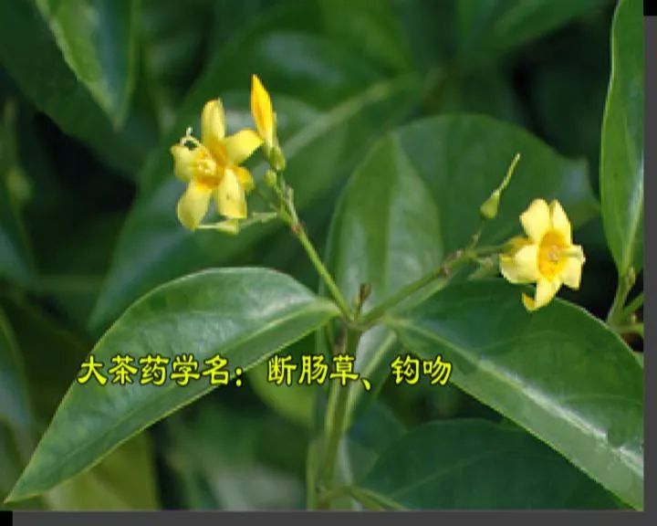 又有人中毒!错把"大茶药"当"金银花"食用