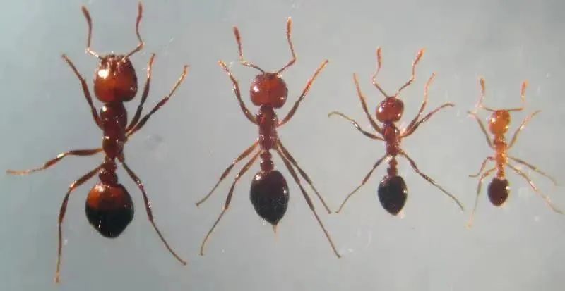 红火蚁的身体结构图片