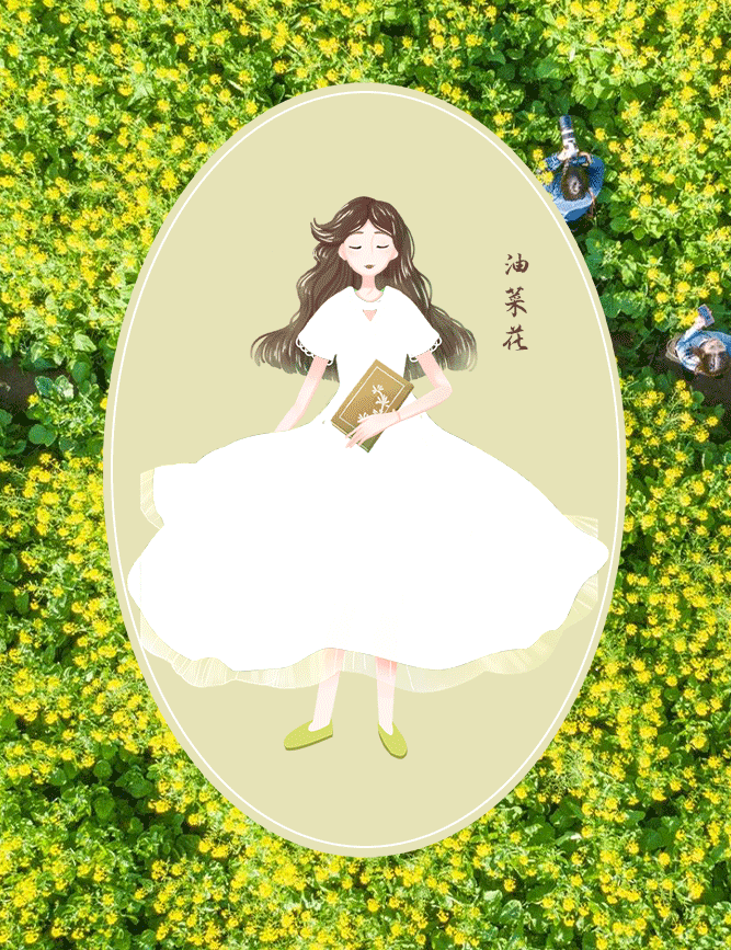 油菜花1