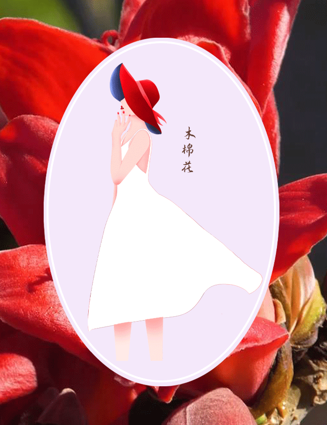 木棉花1