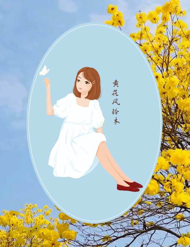 黄花风铃木1